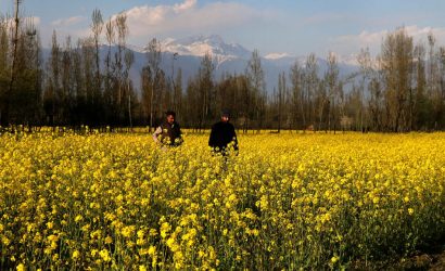 DDLJ Movement: Forget Bollywood, Capture Your Own Romance in Kashmir's Breathtaking Mustard Fields