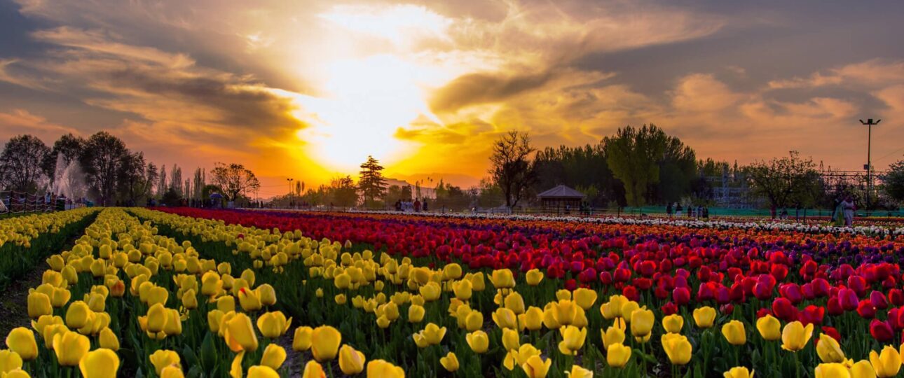 Festivals of Kashmir – From Tulips to Urs Celebrations