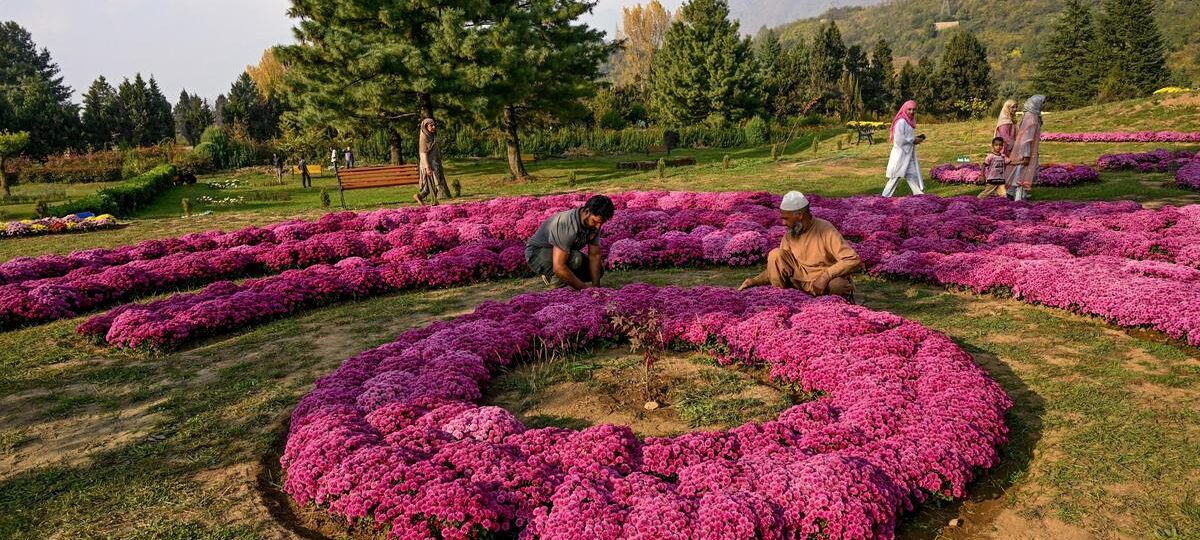 Kashmir’s First Chrysanthemum Garden Bursts Into Full Bloom – Extending the Valley’s Tourist Season
