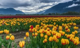 Kashmir Tulip Festival 2026: The Ultimate 4 Nights / 5 Days Spring Escape Guide (Srinagar, Gulmarg, Pahalgam & Sonmarg at ₹30,000 Couple)