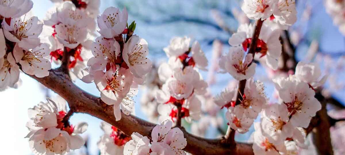 Zanskar Apricot Blossom Festival 2026: When the Hidden Himalayas Bloom into a Once-in-a-Lifetime Spring Dream