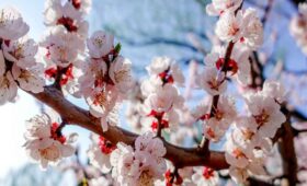 Zanskar Apricot Blossom Festival 2026: When the Hidden Himalayas Bloom into a Once-in-a-Lifetime Spring Dream
