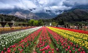 Inside Kashmir’s Tulip Festival 2026: Best Time, Packages & Travel Guide