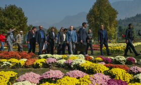 Kashmir Chrysanthemum Garden 2026: Srinagar Autumn Travel Guide